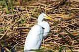 Great White Heron Port Aransas 2022